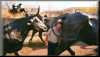 Steve_and_bulls