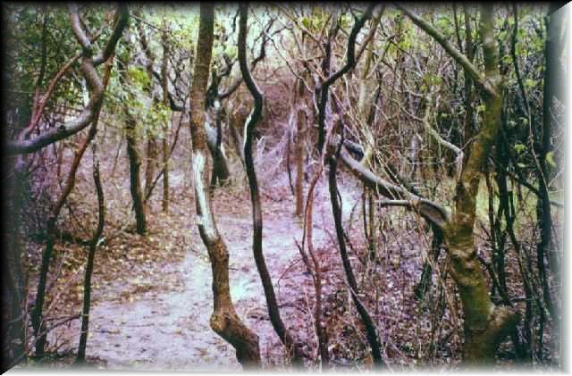 fi-trees