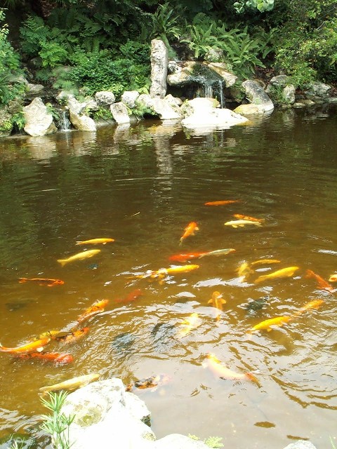 Koi_1