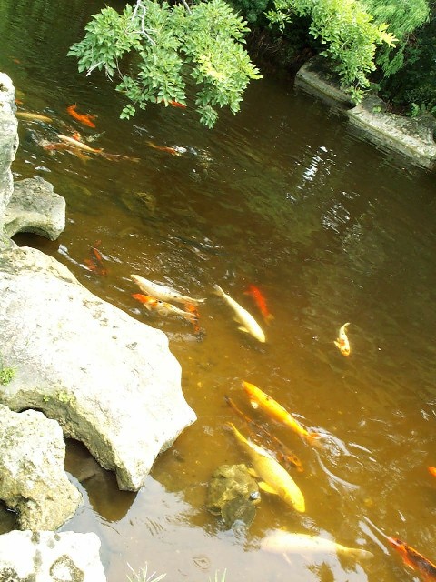 Koi_2