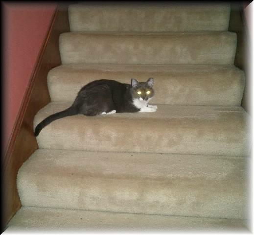 Peeper