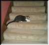 Peeper