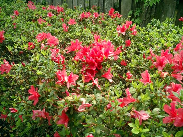 Another picture of our azaleas.