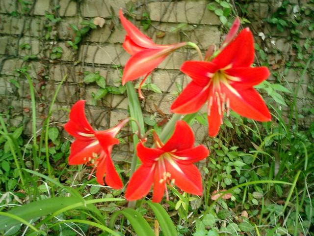 Whatever they are, they're a pretty addition to our front door.