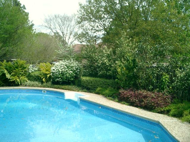 Our whole pool area is blooming. Thanks to our landscape designer Tim Turner.