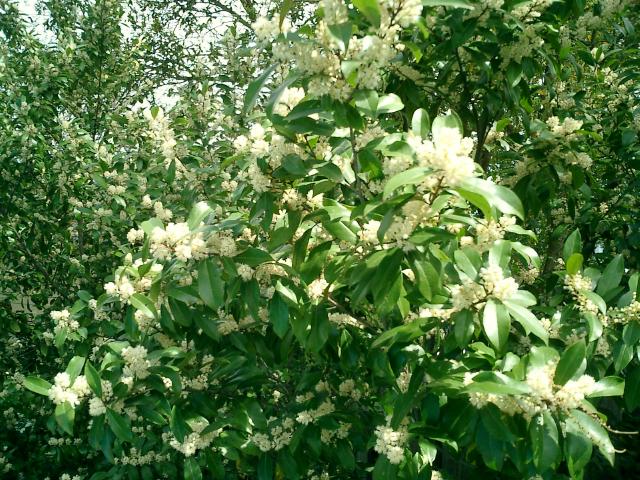 This is a tree blooming.